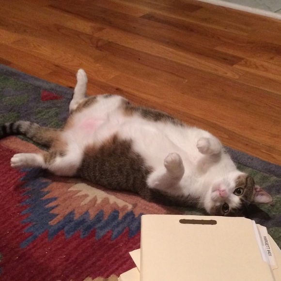 Meet your Posher, Katie ⭐️Posh Ambassador⭐️ - Picture 7 of 16